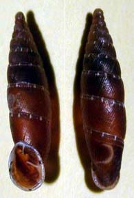 Tabella della Famiglia Clausilidae